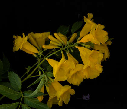 Image of Yellow bells