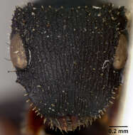 Image of <i>Cataulacus rugosus</i> Forel