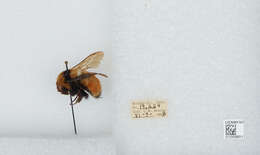 Image of Hunt Bumble Bee