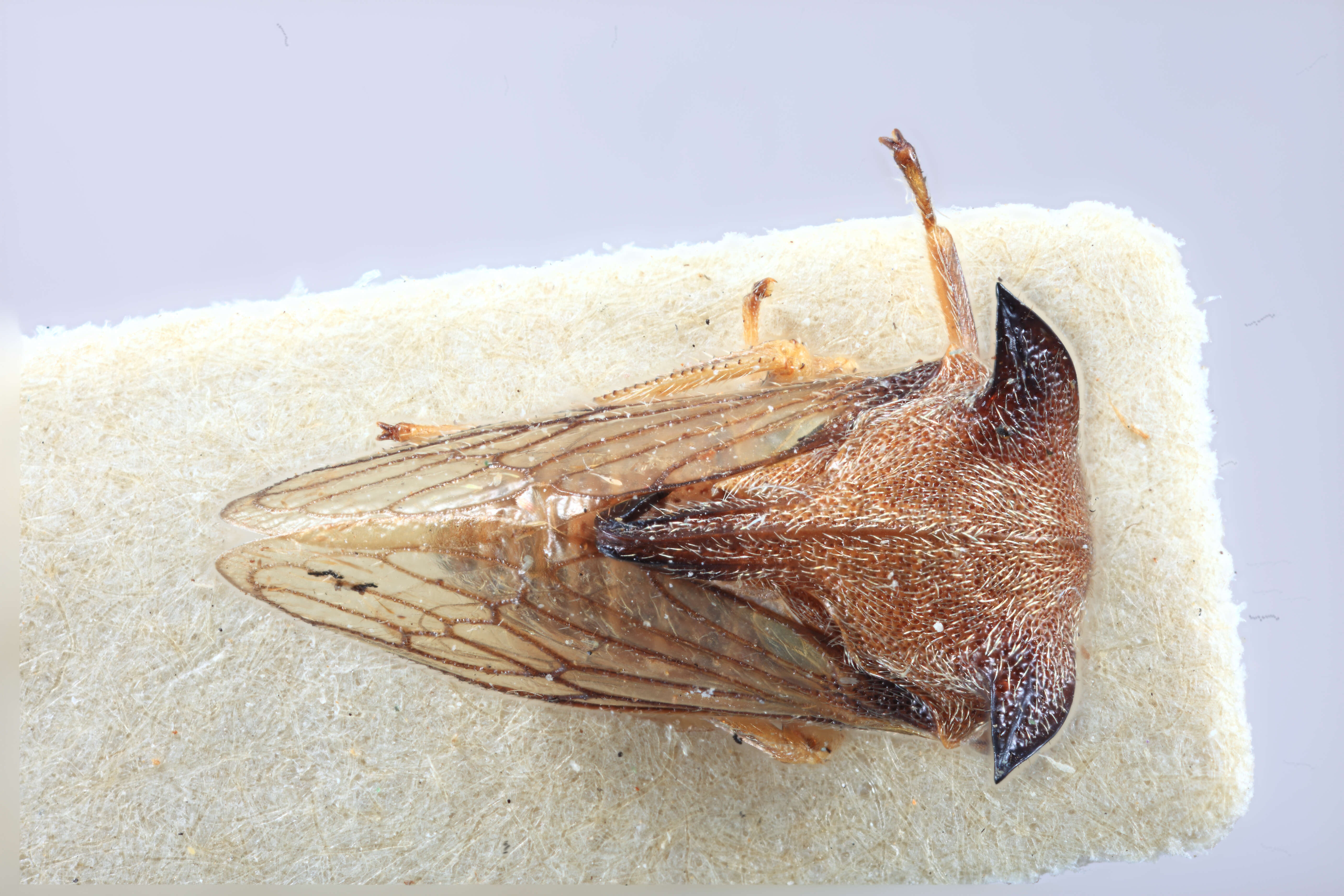 Image of Tricentrus brunneicornis Funkhouser 1929