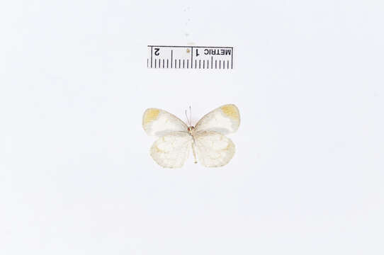 Imagem de Eurema lucina (Poey (1852))