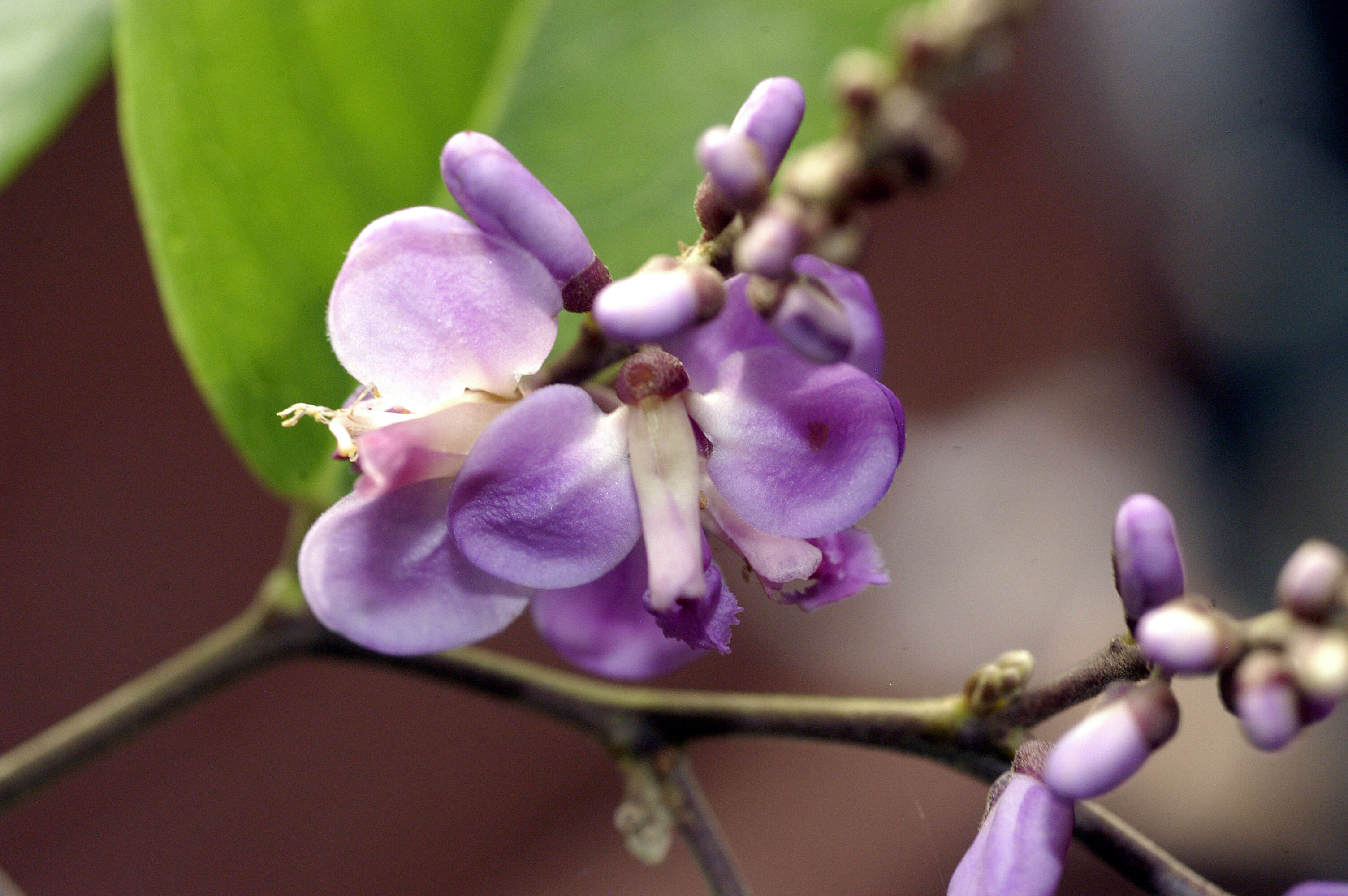 Image of Securidaca paniculata Rich.