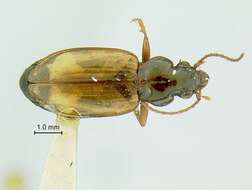 Image of Bembidion (Peryphus) sejunctum semiaureum Fall 1922