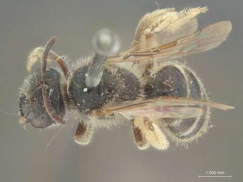 Image of Halictus