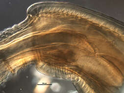 Image de Mediorhynchus papillosus Van Cleave 1916