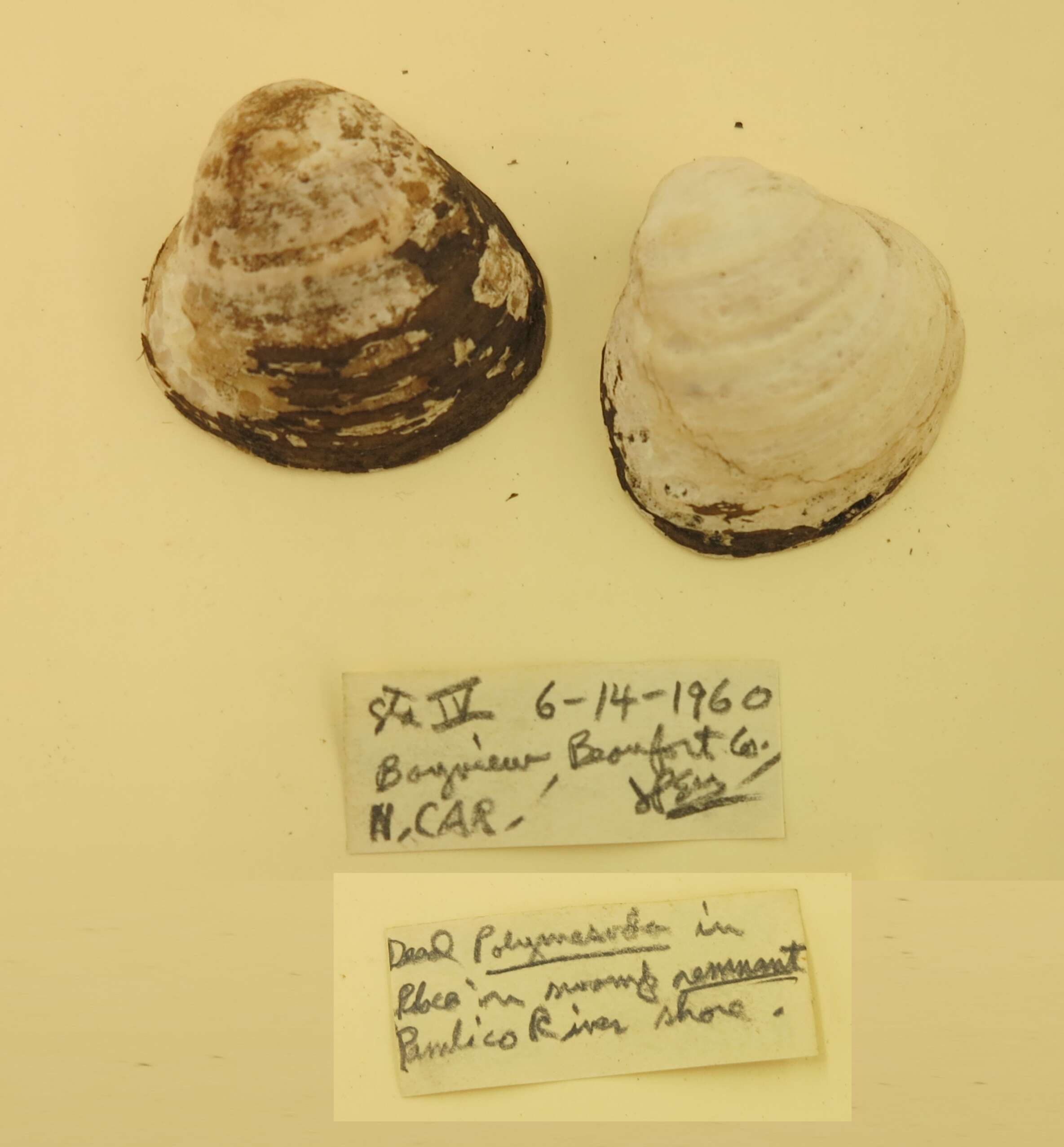 Image of Polymesoda Rafinesque 1820