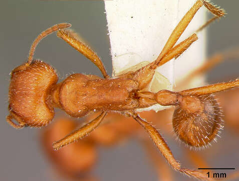 Image of California Harvester Ant