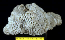 Image of pore coral