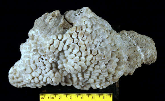 Image of pore coral