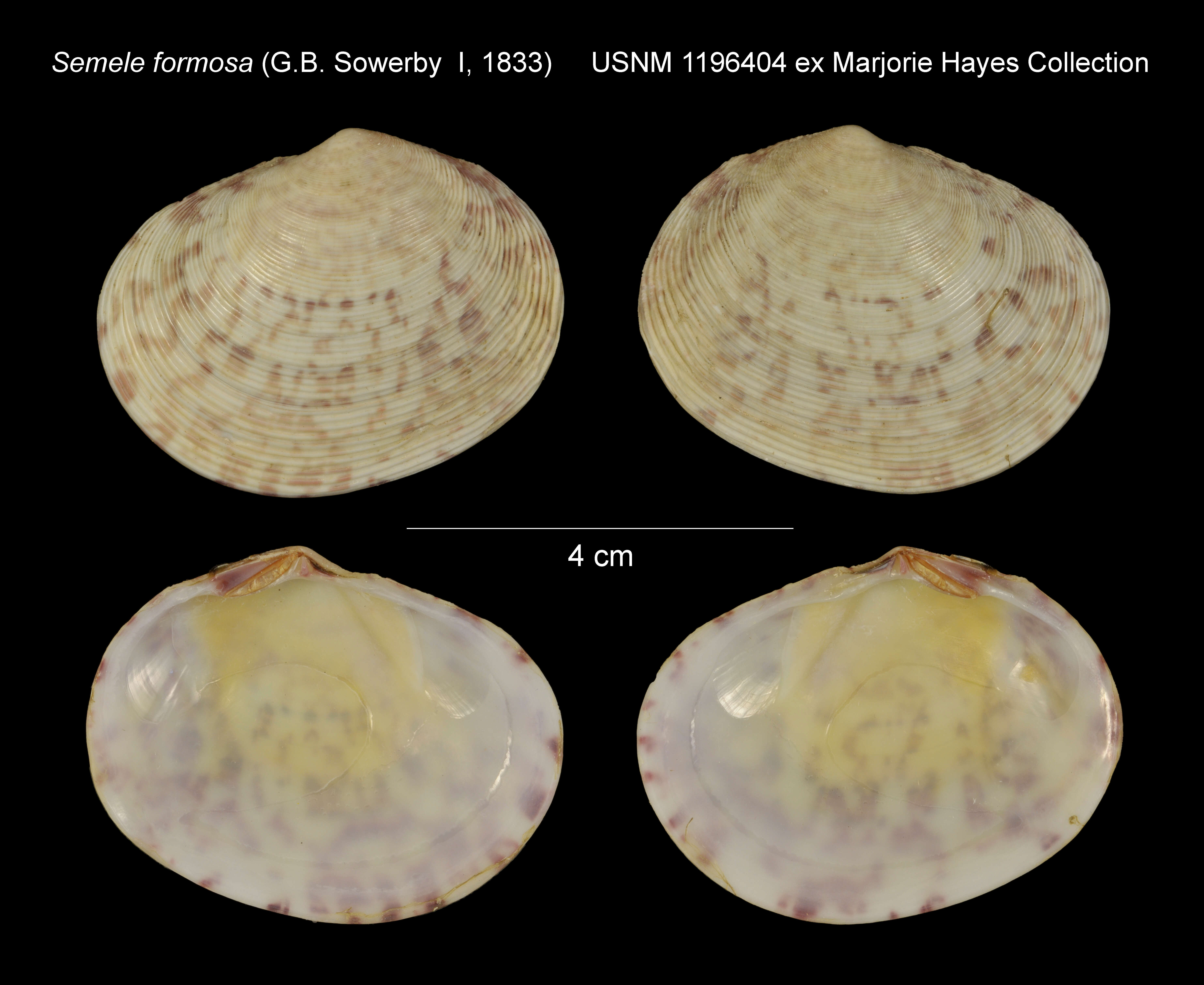 Image of Semele formosa (G. B. Sowerby I 1833)