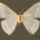 Image of Nereis opalina Warren