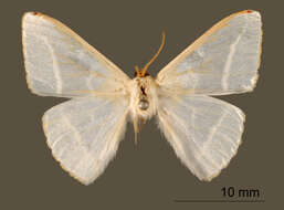 Image of Nereis opalina Warren