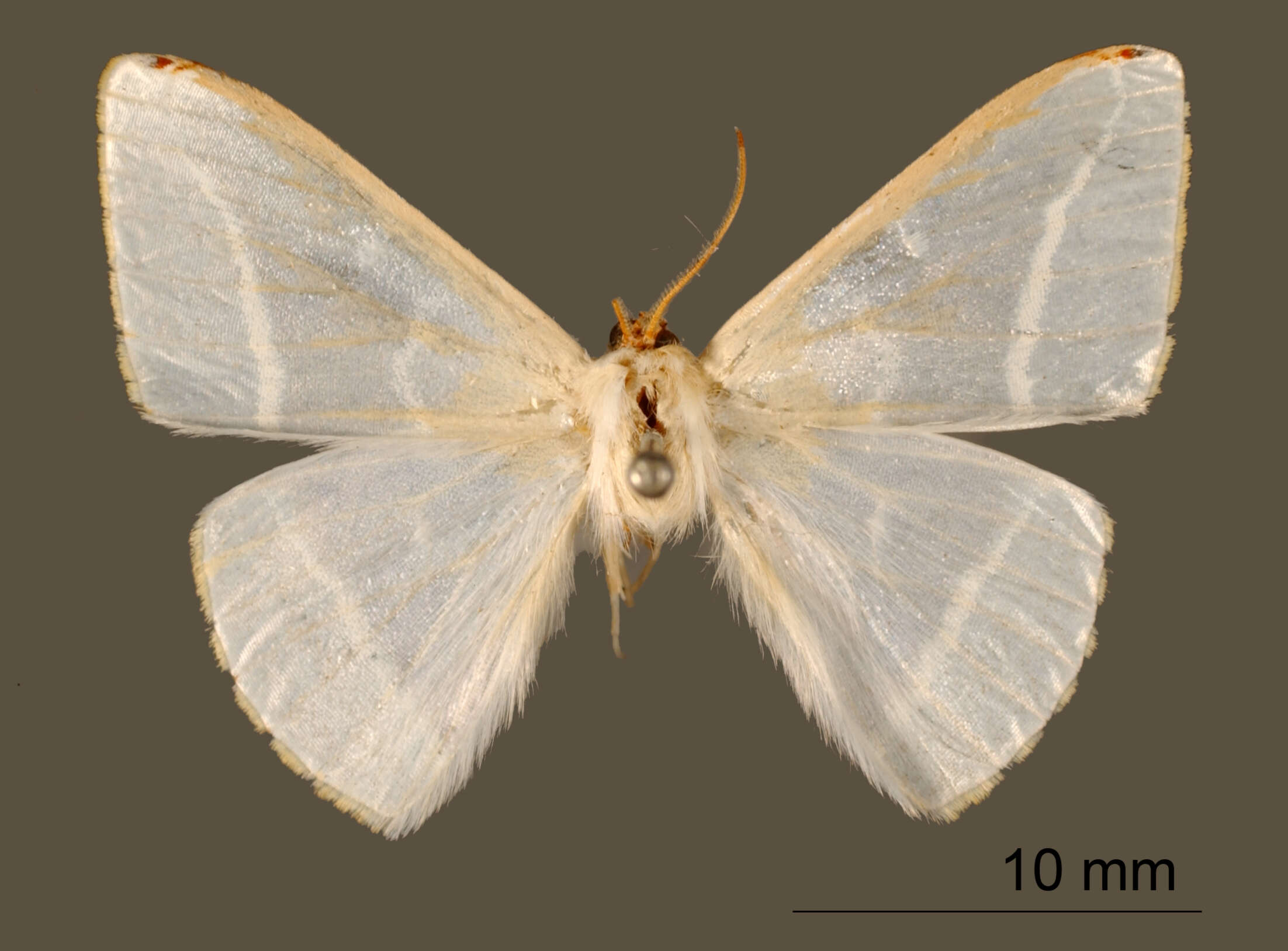 Image of Nereis opalina Warren