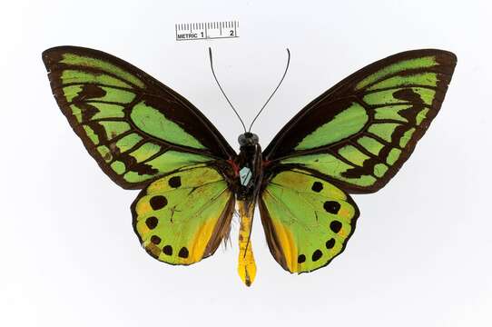 Image de Ornithoptera priamus (Linnaeus 1758)