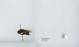 Bombus ephippiatus Say 1837 resmi