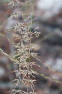 Sivun Sporobolus junceus (P. Beauv.) Kunth kuva