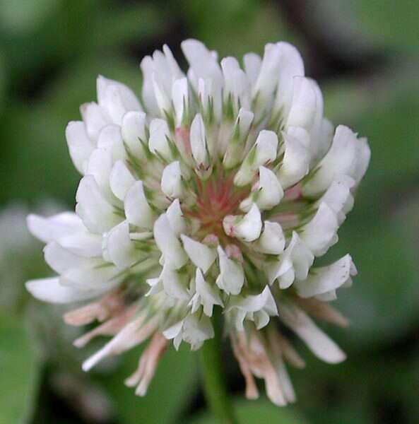 Слика од Trifolium repens var. repens