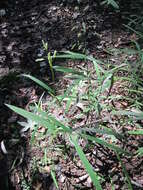 Image of Catchfly Grass