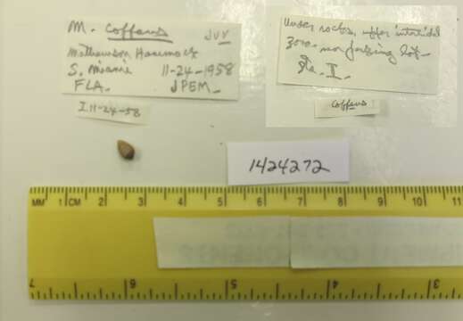Image of coffee bean snail