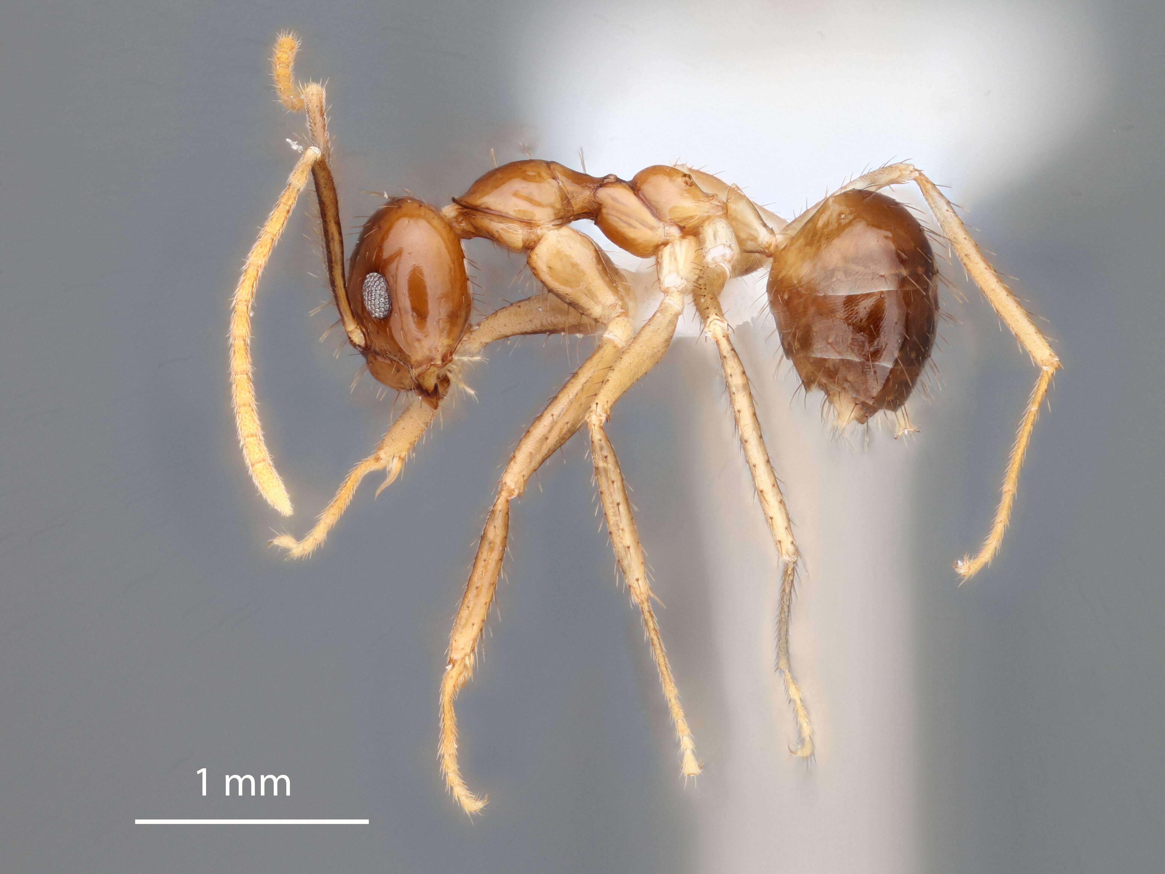 Image of Euprenolepis wittei La Polla 2009