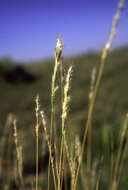 صورة Bothriochloa Kuntze