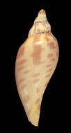 Image of Scaphella evelina Bayer 1971