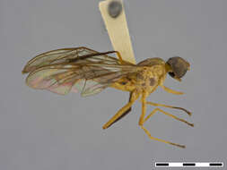 Image of Ptecticus aculeatus James 1952