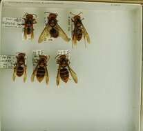 Image of Asian hornet