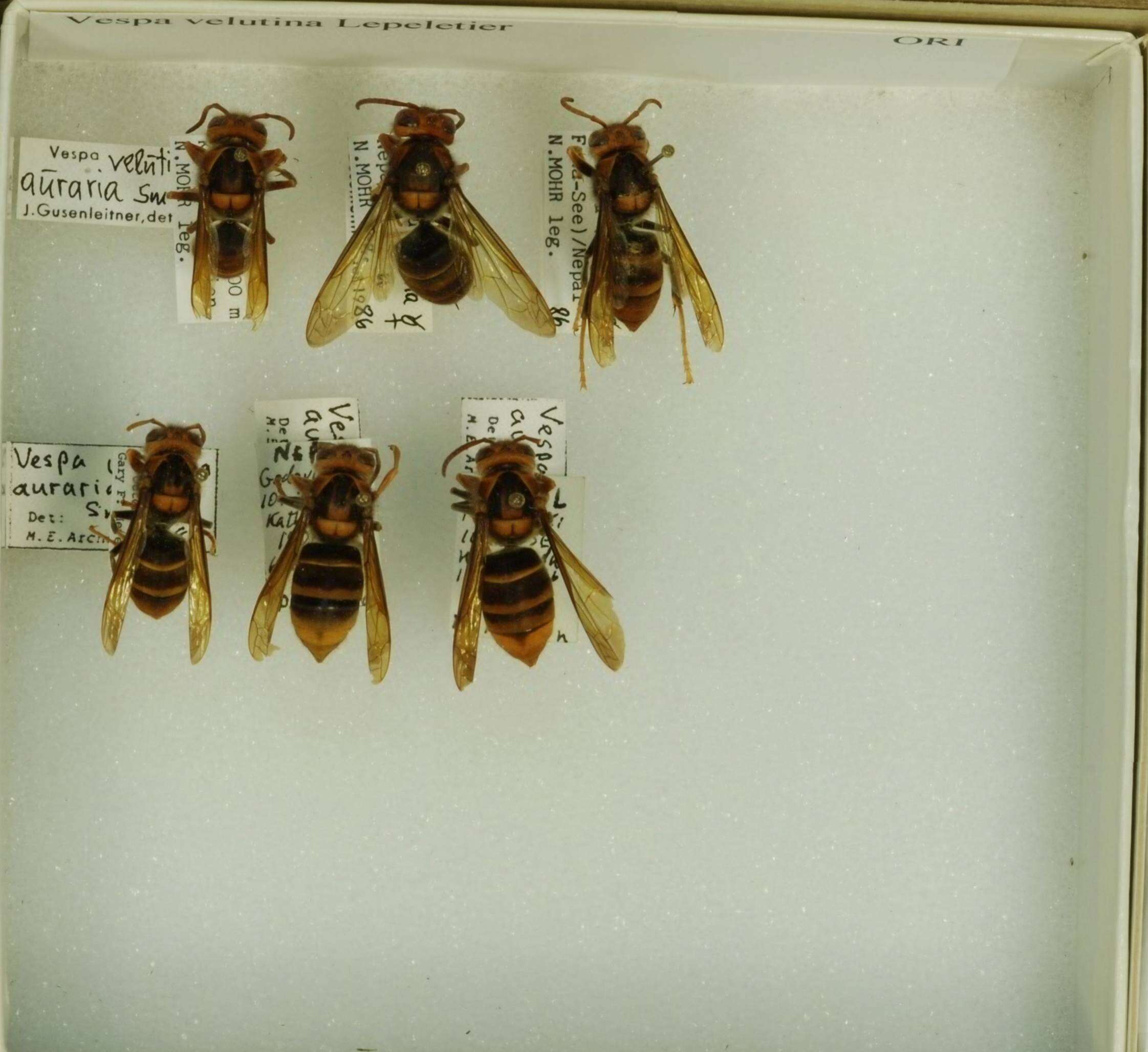 Image of Asian hornet