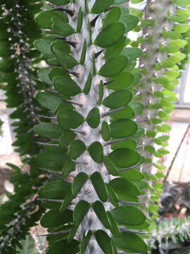 Image of Madagascan ocotillo