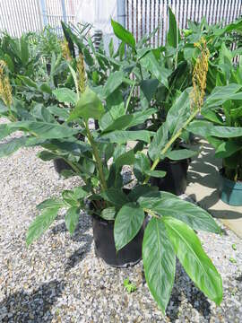 Image of Hedychium glabrum S. Q. Tong