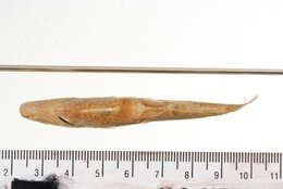 Image of Short Barbel Gudgeon