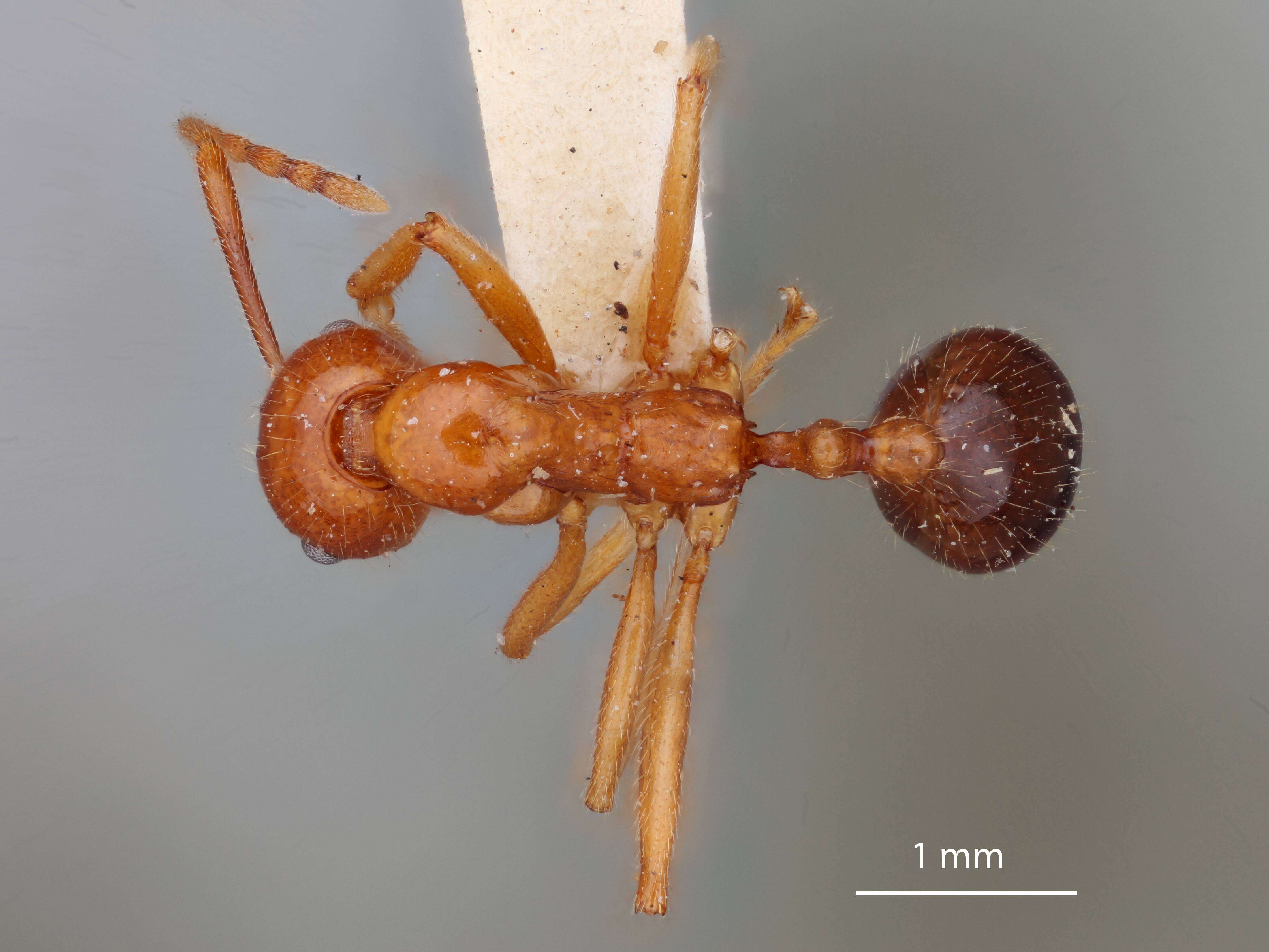 Image of Aphaenogaster mutica Pergande 1896