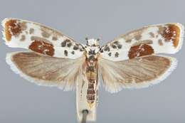 Image of Ethmia ungulatella Busck 1914