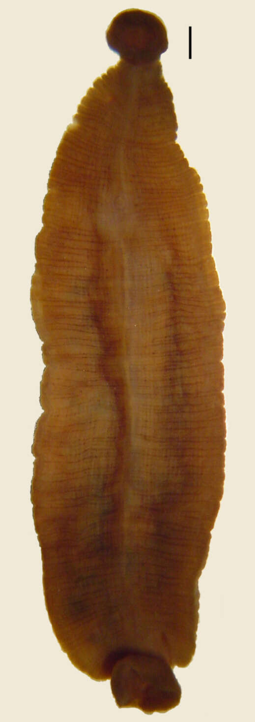 Image of Placobdella nuchalis (Sawyer & Shelley 1976)