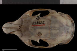 Image of Tamiasciurus hudsonicus preblei A. H. Howell 1936