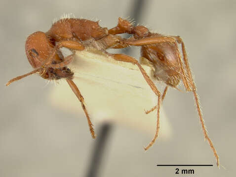 Image of Western Harvester Ant