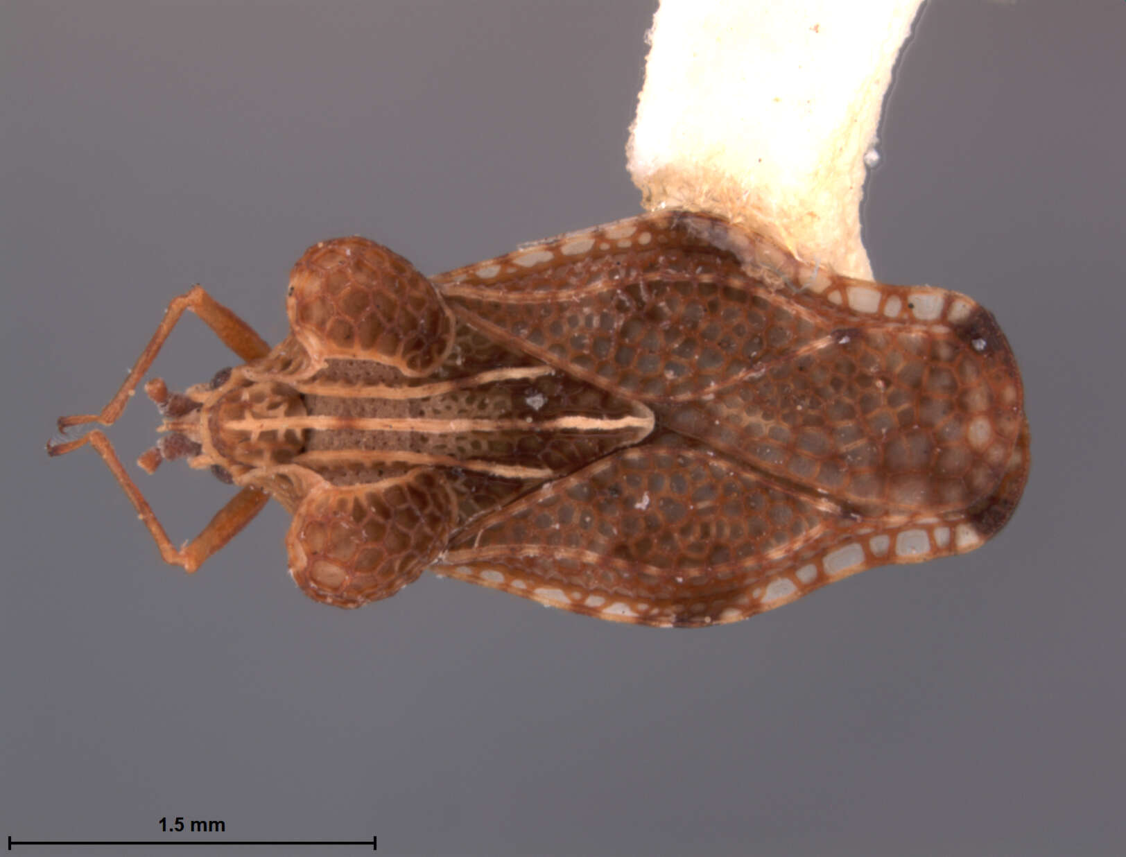 Image of Cysteochila vota fida Drake & Maa 1953