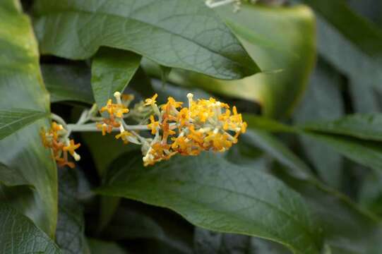 Image de Buddleja madagascariensis Lam.