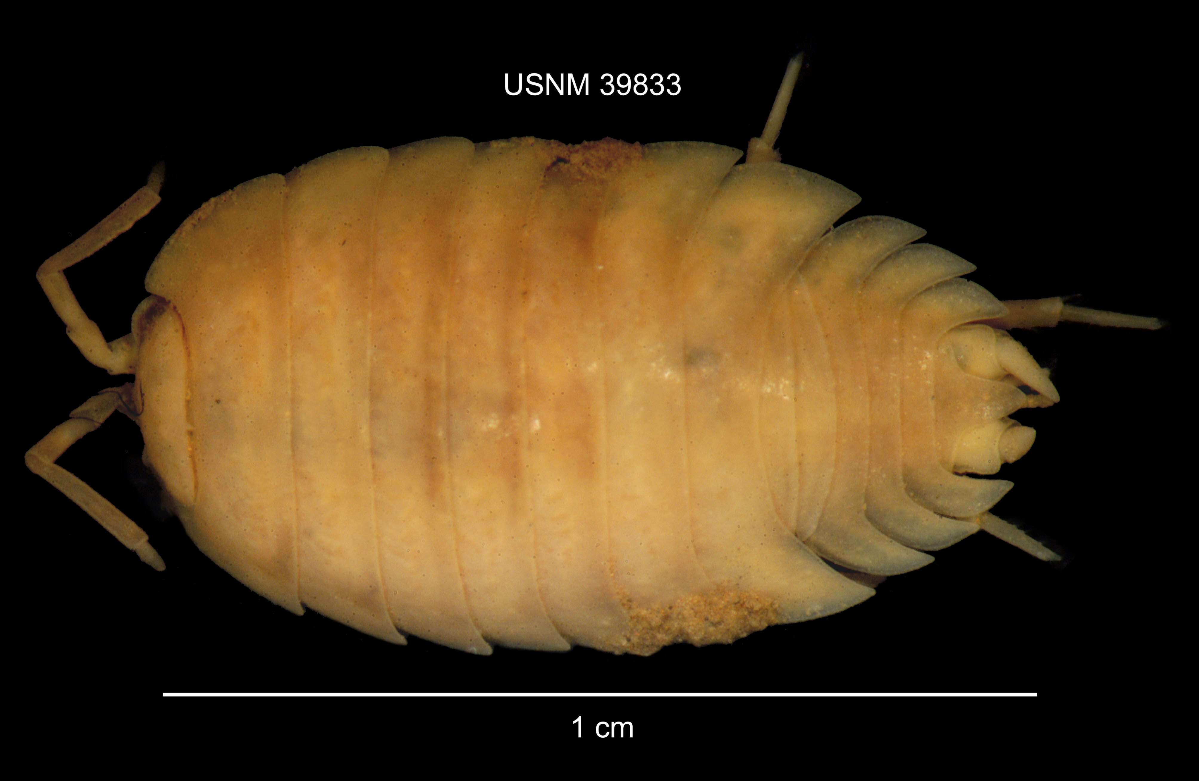 Image of Isopod