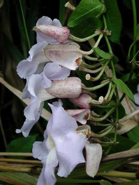 Image of Bengal clock vine