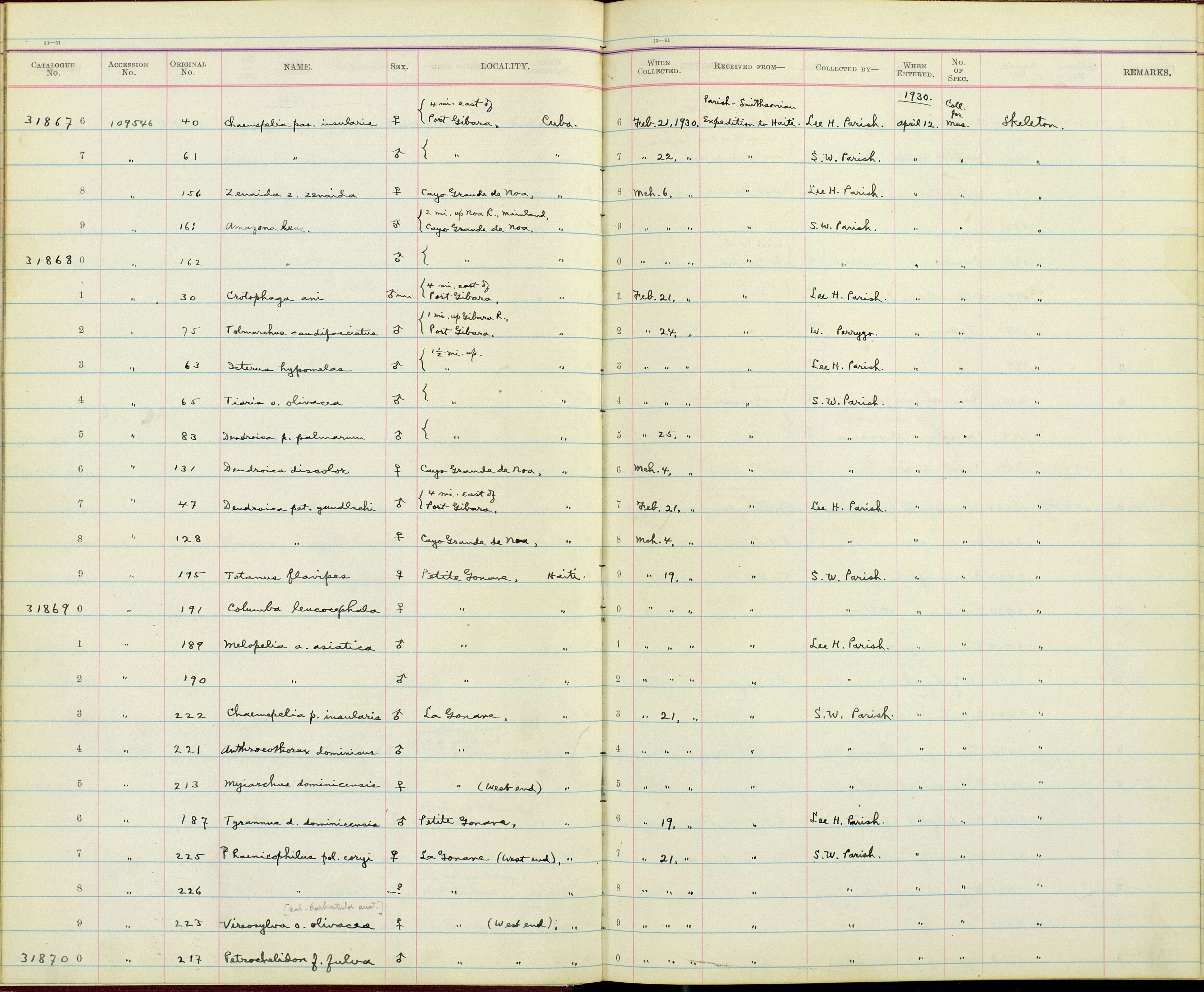 Image de Phaenicophilus poliocephalus coryi Richmond & Swales 1924