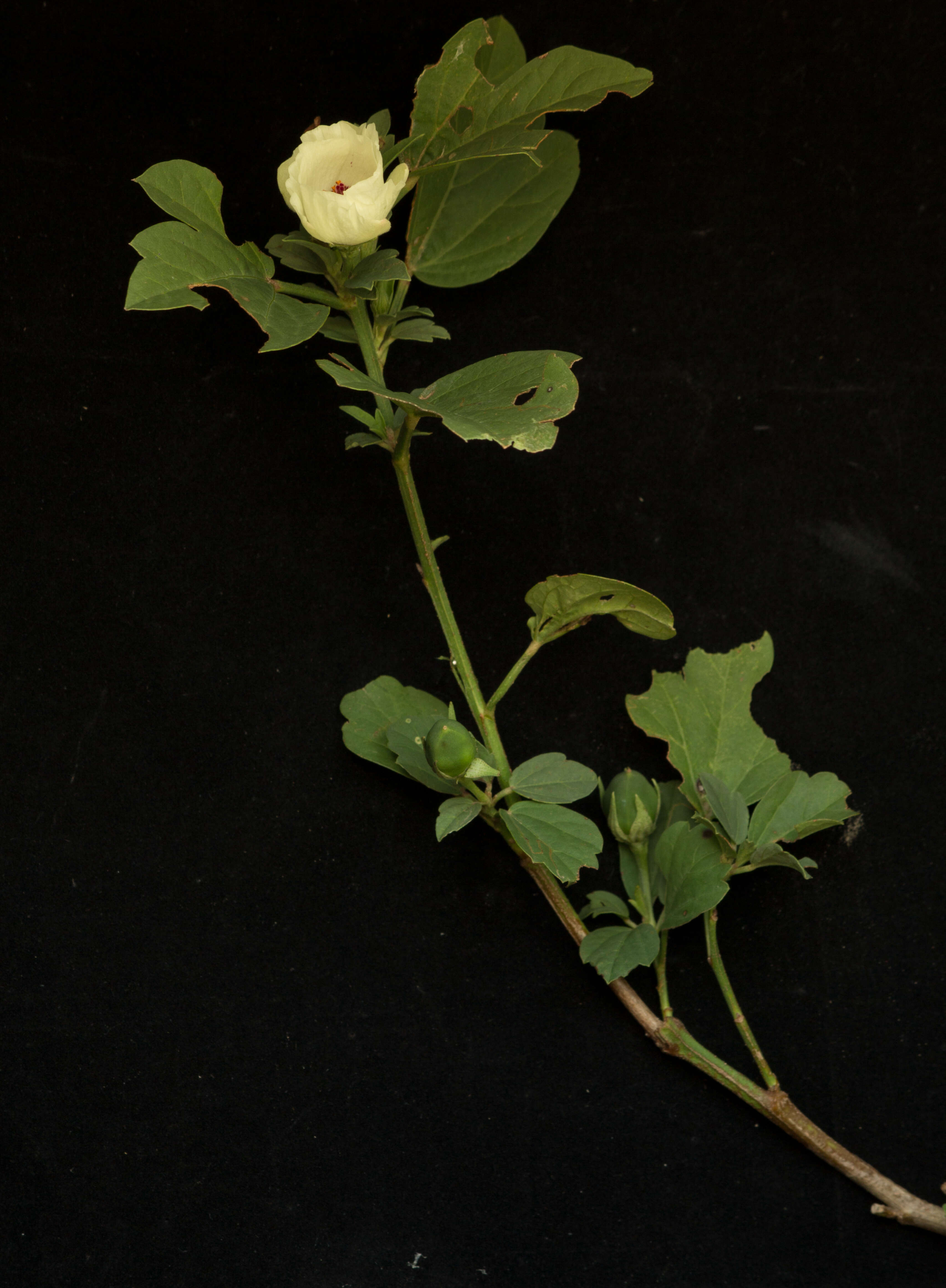 Image of Cienfuegosia rosei Fryxell