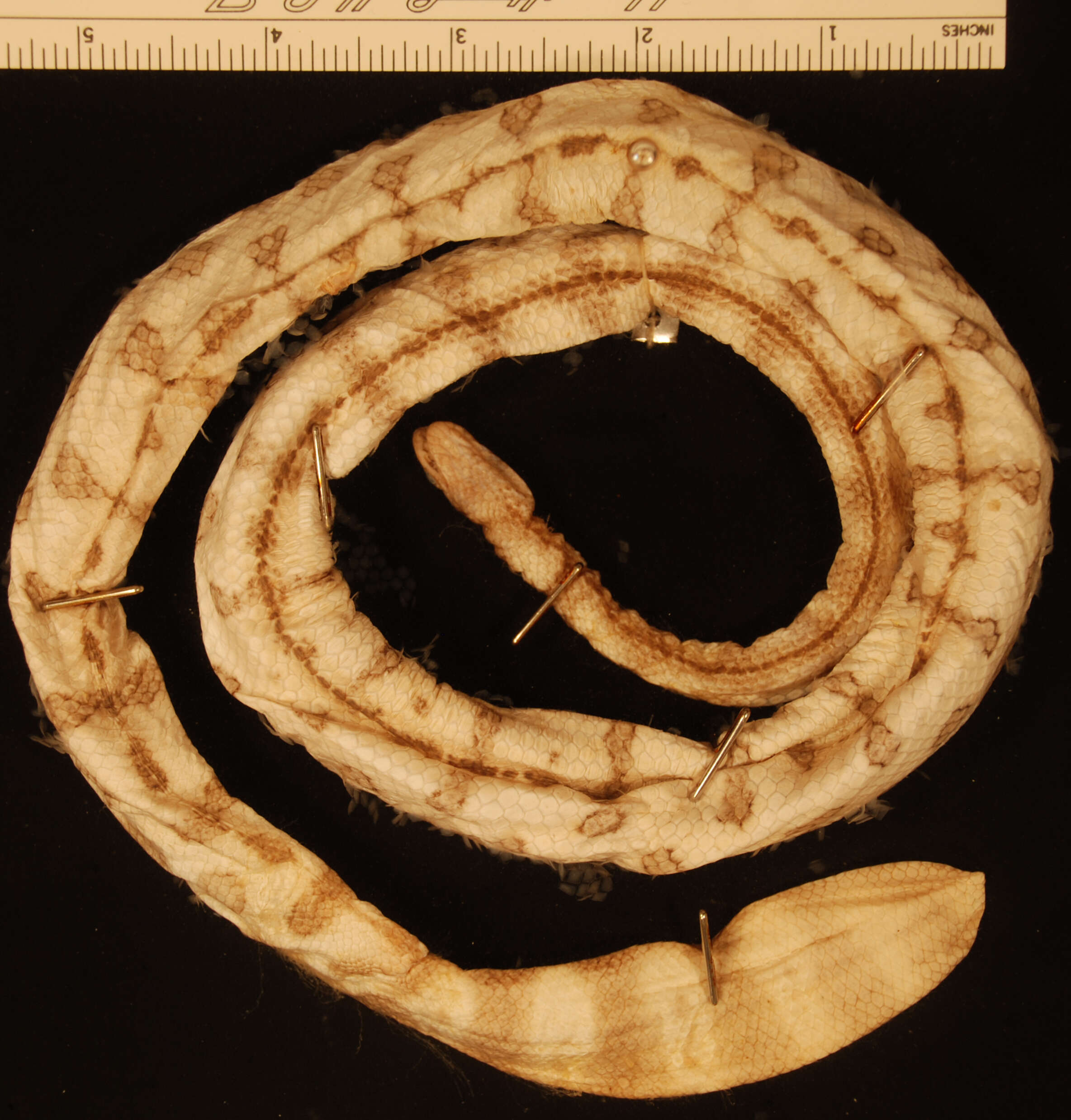 Image of Black-headed seasnake