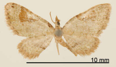 Image of Eupithecia nemoralis Schaus 1913