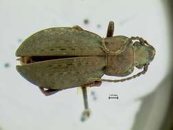 Image of Carabus Linnaeus 1758