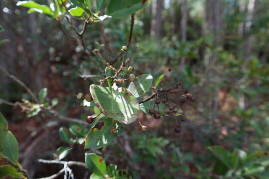 Image of mountain laurel