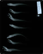 Image of Shortfin eelpout