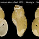 Sivun Buccinum bulimuloideum Dall 1907 kuva