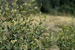 Image of Indian-hemp